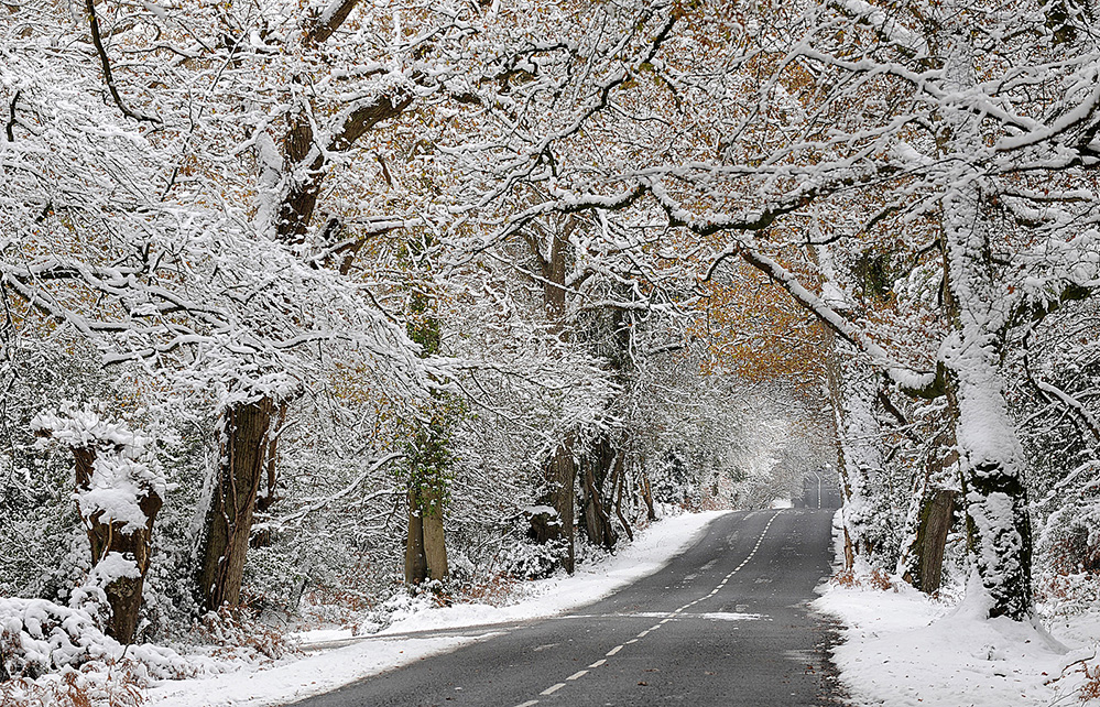Winter Winter Road, through Bramshaw Wood